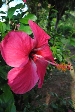 Yan görüş, kırmızı bir amber çiçeğinin kırpılmış görüntüsü 