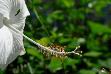Yaklaş, beyaz bir amber çiçeğinin yan görüntüsü.