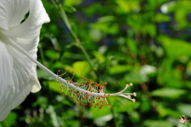 Beyaz bir amber çiçeğinin pistil 'ini kapat, bulanık sırt.