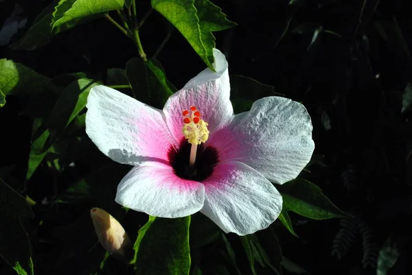 Close Uma Flor Hibisco Branco Rosa Com Fundo Escuro — Fotografia de Stock