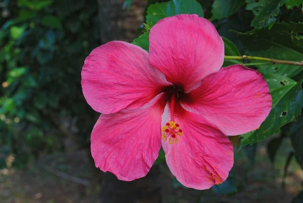 Gros Plan Vue Latérale Hibiscus Une Gumamela Rouge Fleurs — Photo