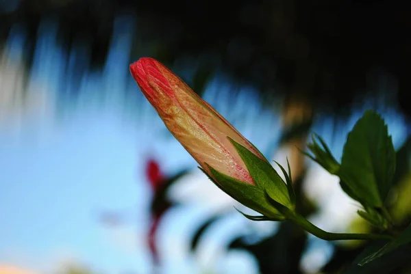 Невідкриті Пелюстки Квітки Гібіскуса — стокове фото