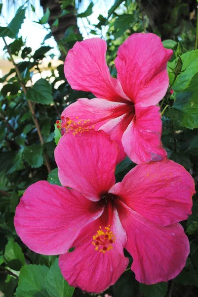 Plan Recadré Deux Fleurs Hibiscus Rouges Dans Jardin — Photo