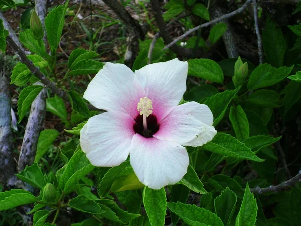 Біло Рожева Квітка Гібіскуса Листям Задньому Плані — стокове фото