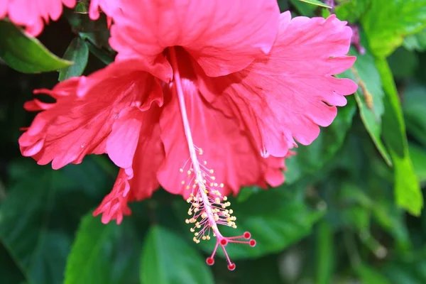 Gros Plan Une Fleur Hibiscus Rose Fond Flou — Photo