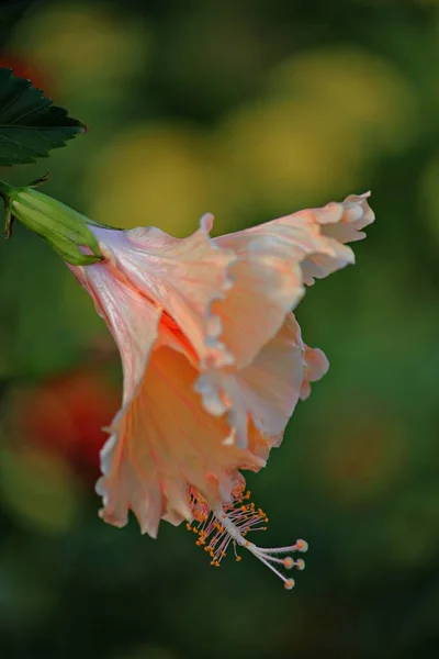 Portré Lövés Oldalnézet Egy Őszibarack Hibiszkusz Virág Homályos — Stock Fotó