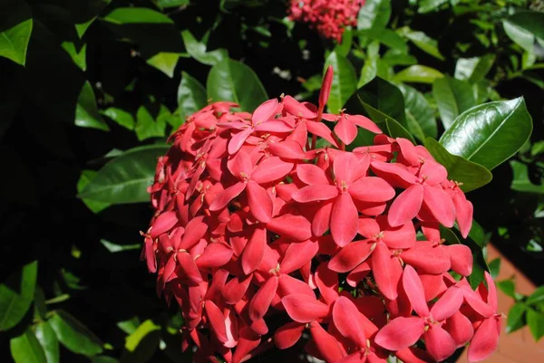 Ixora Coccinea Ixora Coccinea Flowers Named Santan Phil — стокове фото