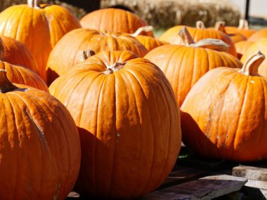 Balkabağı tarlasında turuncu balkabaklarını kapat