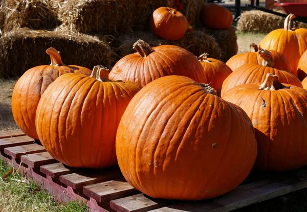 Close Orange Pumpkins Pumpkin Patch Piles Hay Background — Stock Photo, Image