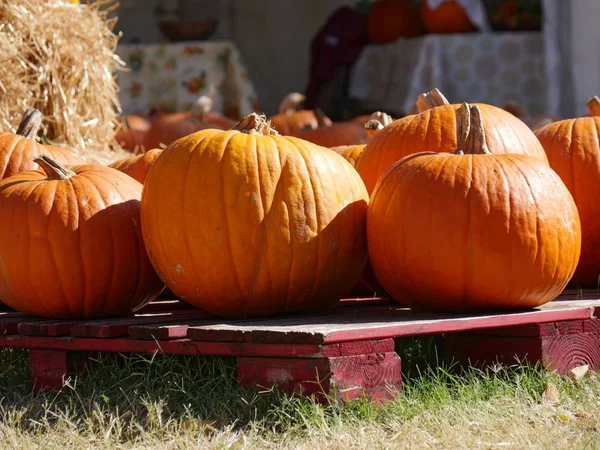 Wide Sideview Shot Orange Pumpkins Wooden Pallets Farmer Market — Stock Photo, Image