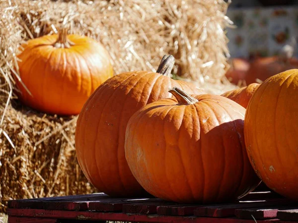 Cropped Shot Orange Pumpkins Blurred Haybales Background — Stock Photo, Image