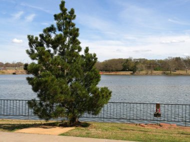 Nehir boyunca büyüyen çam ağacı