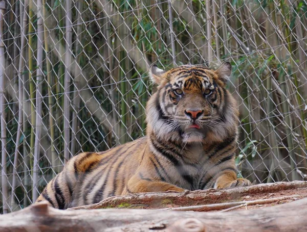 Zoomed in shot of a tiger behind a cyclone wire fence