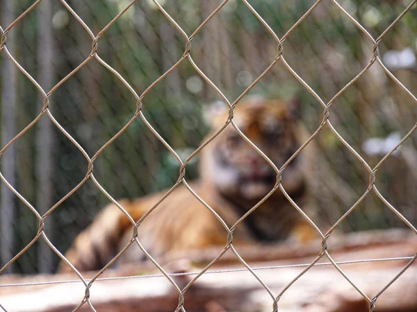 Recinzione Filo Ciclone Con Una Tigre Sfocata Sullo Sfondo — Foto Stock