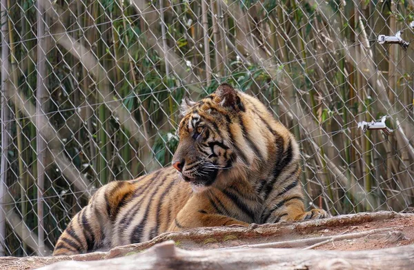 Medium wide shot of a tiger looking behind him protected by a cyclone wire fence