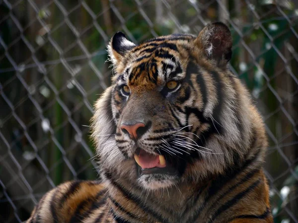 Ingezoomd Het Hoofd Van Een Tijger Met Zijn Tong Uitstekend — Stockfoto