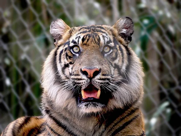 Zoomed in shot of a tiger\'s head, with a startled look on its face