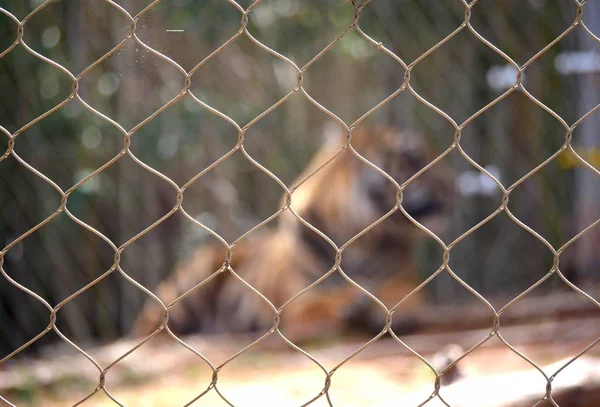 Tiro Largo Arame Ciclone Com Bokeh Esboço Borrado Tigre — Fotografia de Stock