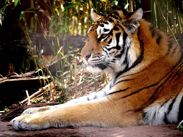 Side view zoomed in shot of a tiger, with its paws stretched out