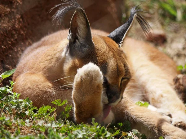 Bir Vahşi Kedinin Patisini Yalarken Yakın Plan Çekimi Yumuşak Arka — Stok fotoğraf