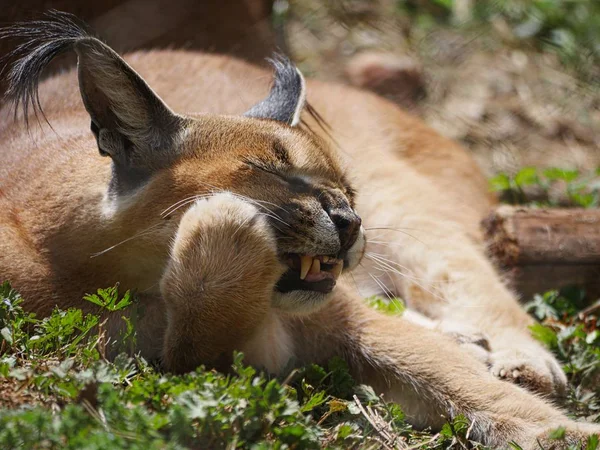 Närbild Skott Vildkatt Slickar Sina Tassar Utsätta Sina Huggtänder Och — Stockfoto