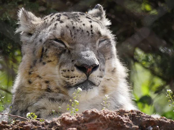 Fechar Cabeça Rosto Leopardo Neve Com Olhos Fechados — Fotografia de Stock