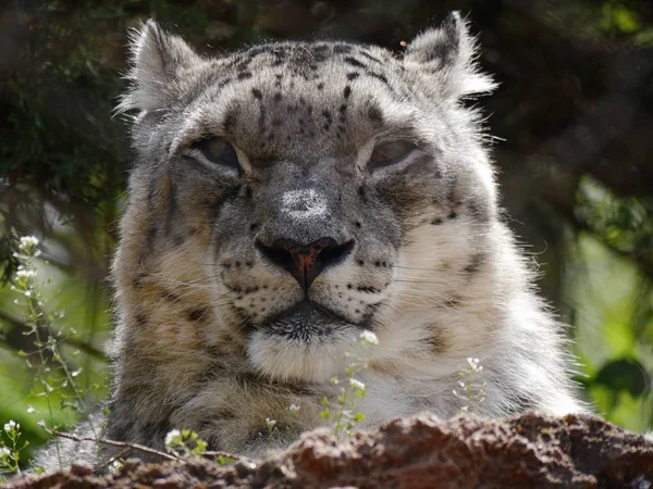 Close Cabeça Rosto Leopardo Neve Com Olhos Vidrados — Fotografia de Stock