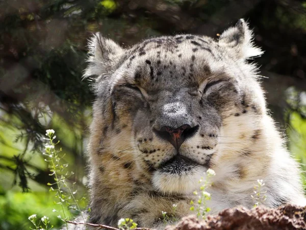 Široký Záběr Sněžného Leoparda Hlavu Tvář Zavřenýma Očima — Stock fotografie