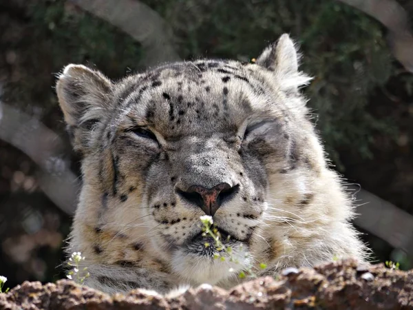 Široký Záběr Sněžného Leoparda Jak Spí — Stock fotografie