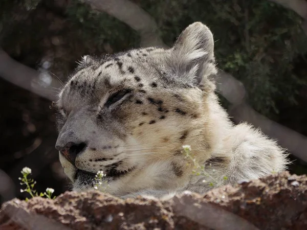 Foto Vista Lateral Cabeça Rosto Leopardo Neve Adormecido — Fotografia de Stock