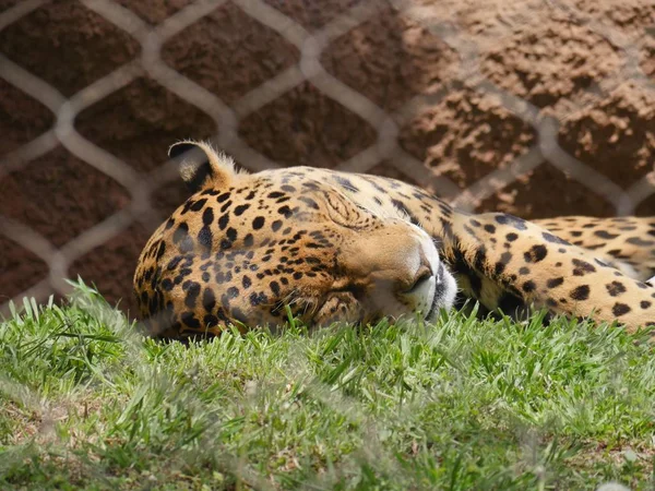 Plan Large Jaguar Endormi Sur Patch Herbeux Derrière Fil Cyclone — Photo