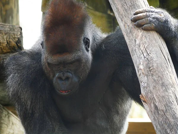Gros Plan Haut Corps Gorille Saisissant Des Billes — Photo