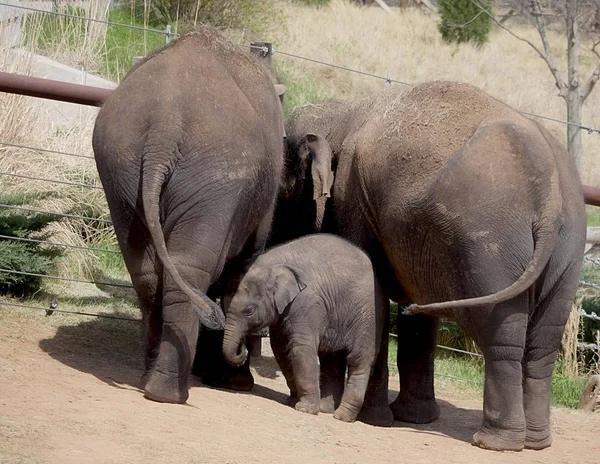 Vista Posterior Dos Elefantes Adultos Elefante Bebé Pie Lado — Foto de Stock