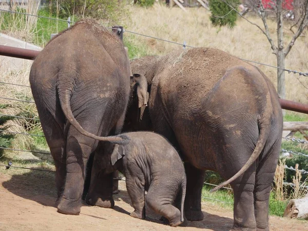 Vista Posterior Dos Elefantes Adultos Elefante Bebé Pie Arrodillado Lado — Foto de Stock