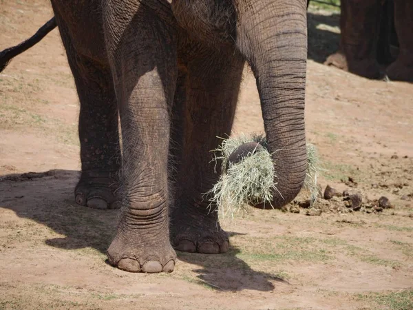Acercamiento Del Colmillo Elefante Con Terrón Hierba Como Alimento — Foto de Stock