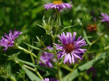 New England papatyalarından orta boy, yumuşak arkaplan. 
