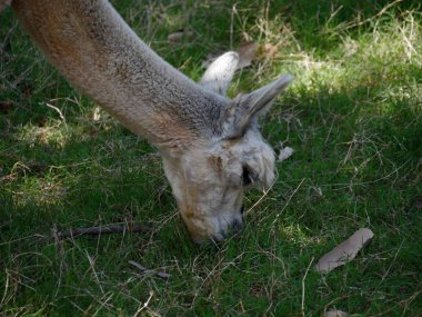 Yeşil otları yiyen beyaz bir alpakanın başını kapat.
