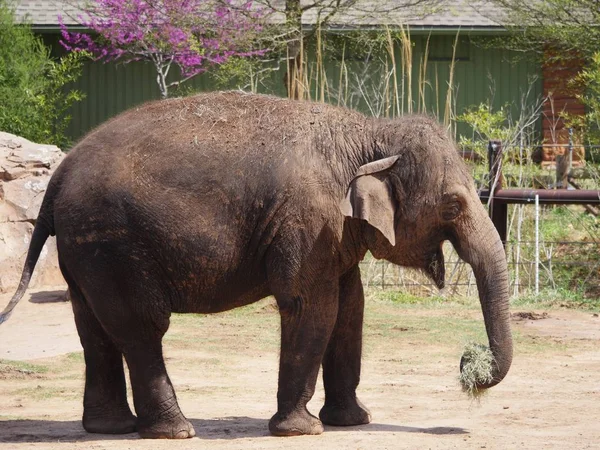 Vista Lateral Elefante Adulto Con Hierba Colmillo — Foto de Stock