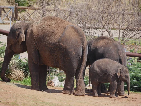 Vista Lateral Dos Elefantes Adultos Pie Con Elefante Bebé Mirando — Foto de Stock