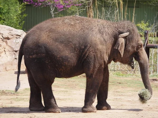 Vista Lateral Elefante Adulto Comiendo Hierba Colmillo — Foto de Stock