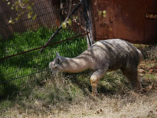 Ein Weißes Alpaka Frisst Gras Neben Einem Maschendrahtzaun — Stockfoto