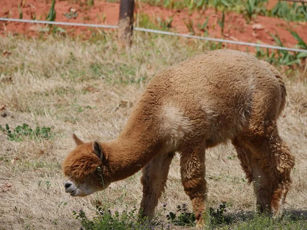 屋外の緑の草の上に茶色のアルパカの飼料 — ストック写真