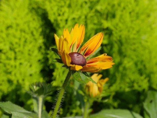 Seitenansicht Einer Halb Geöffneten Gelben Und Roten Schwarzäugigen Susanblume Verschwommener — Stockfoto