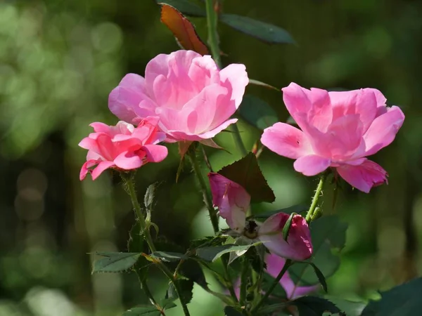 Small Pink Roses Blooming Garden Bokeh Background — 图库照片