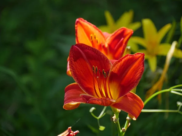 Close up of red adn orange Asiatic lily flowers, soft background