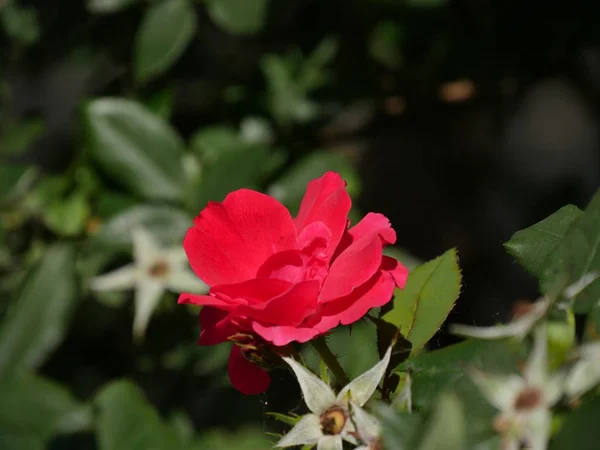 Vista Lateral Una Pequeña Rosa Roja Jardín Fondo Borroso Suave —  Fotos de Stock