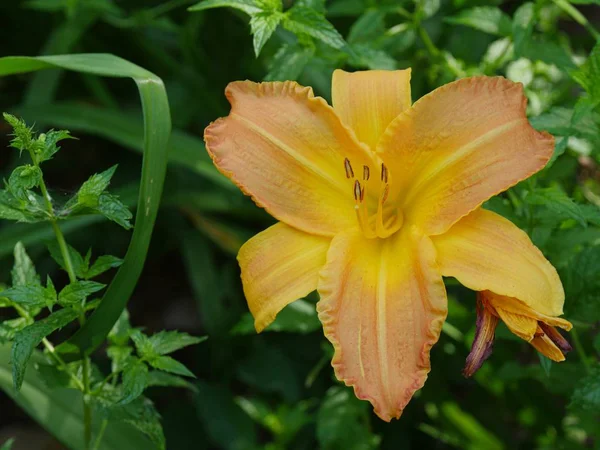Cerca Vista Hacia Abajo Una Flor Lirio Asiático Amarillo Floreciente —  Fotos de Stock