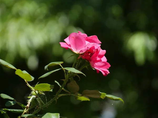 Side view of small pink roses in a garden, soft bokeh in the background