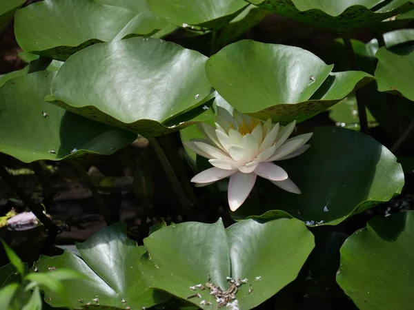 Medium Close White Water Lily Flower Big Leaves Pond — стоковое фото