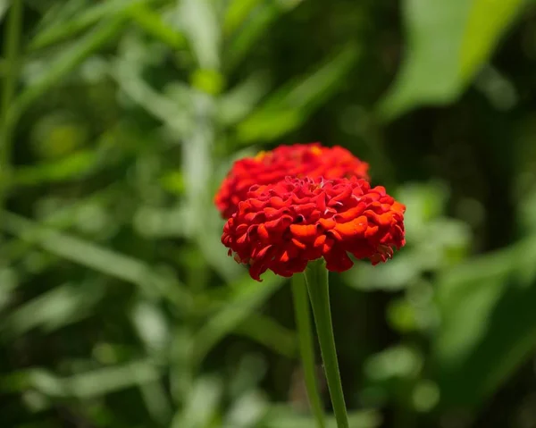 Μπουκέτο Έντονα Κόκκινα Παιώνια Λουλούδια Απαλό Πράσινο Φόντο — Φωτογραφία Αρχείου